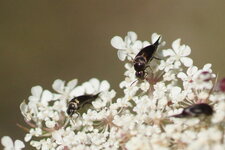 Inconnus au bataillon