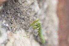Mante méticuleuse