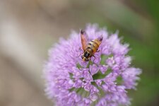 Volucella inanis