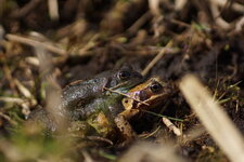Amplexus de grenouilles rousses