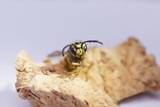 Vespula sp.