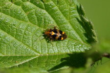 Lygus pratensis - sous réserve