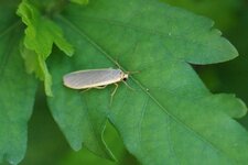 Eilema sp.