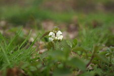Lamier blanc
