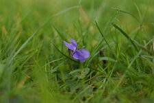 Violette sp.