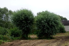Saule têtard