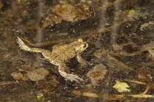 Crapaud commun