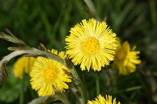 Fleur de Tussilage