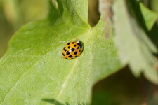 Harmonia axyridis