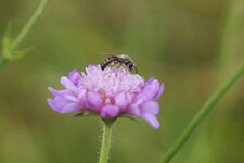 Andrena sp. ?