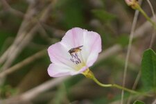 Syrphe sur une fleur de Liseron