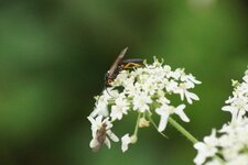 Macrophya rufipes