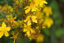 Syrphe ceinturé sur fleur de Millepertuis perforé