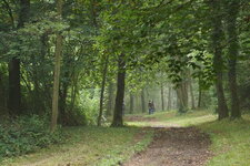 Forêt wallonne