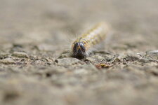 Chenille de la Bucéphale