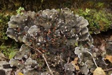 Big-maousse lichen