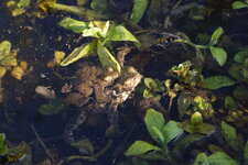 Amplexus de Crapauds communs - sous réserve