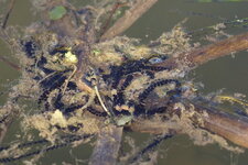 Pontes de Crapaud