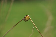 Araneus quadratus