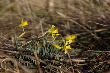 Jonquilles