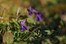 Violette sp.