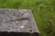 Lézard