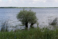 Saule têtard