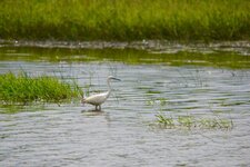 Aigrette garzette 