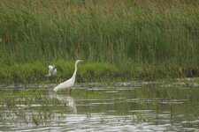 Grande aigrette