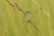 Copulât de Lestes fiancés