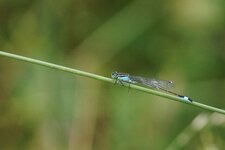 Ishnura elegans