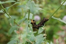 Chenille du Grand ou Petit Sphinx de la Vigne