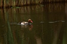Nette rousse