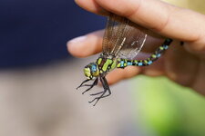 Aeschne bleue