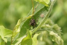 Nuctenea umbratica - sous réserve