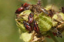 Larves de Deraeocoris ruber