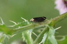 Aphrophoridé