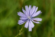 Sphaerophoria scripta sur fleur de Chicorée