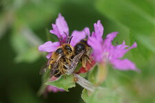 Colletes sp. ???