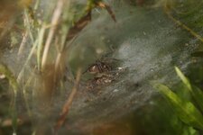Agellena labyrintica