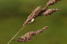 Misumena vatia femelle