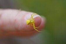 Misumena vatia 