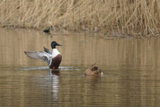 Canards souchet