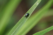 Chrysomèle sp.