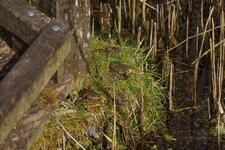 Solarium pour Grenouilles Vertes