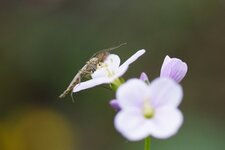 Chironome sp. sur une fleur de Cardamine