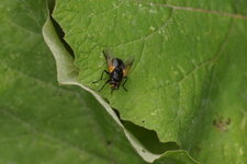 Mésembrine de midi