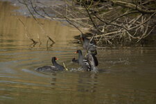 "Combat" de Poules d