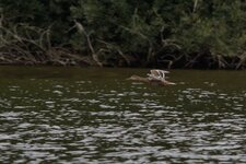 Canard pilet femelle