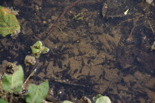 Têtards de Grenouilles (rousses ?)